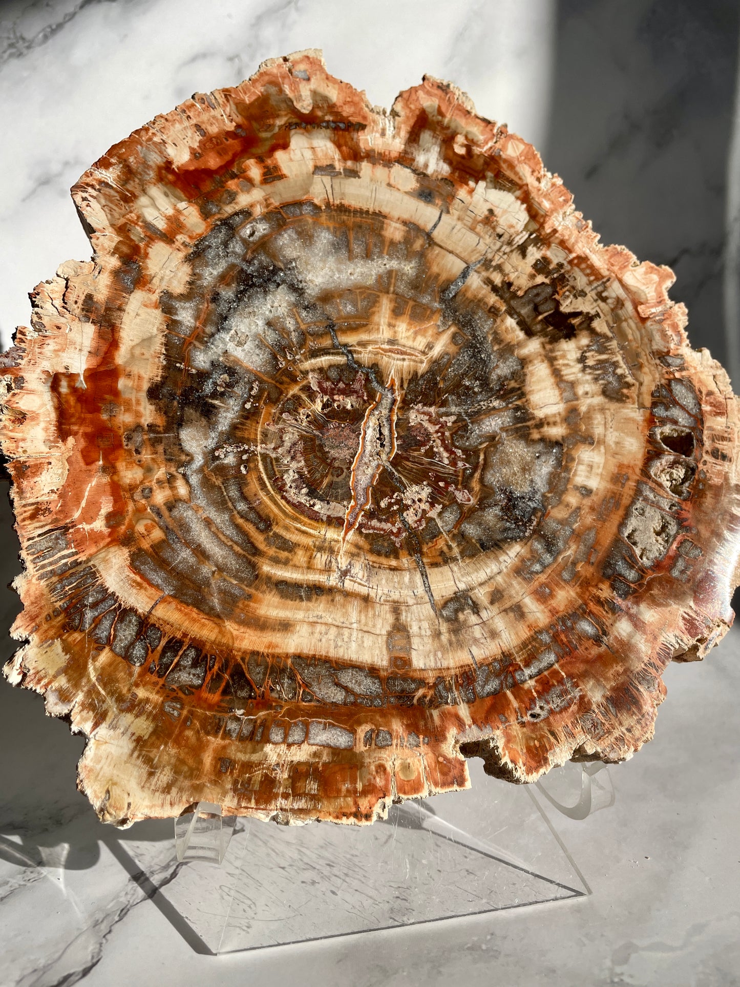 Large Madagascar Petrified Wood Polished Slab With Plastic Stand