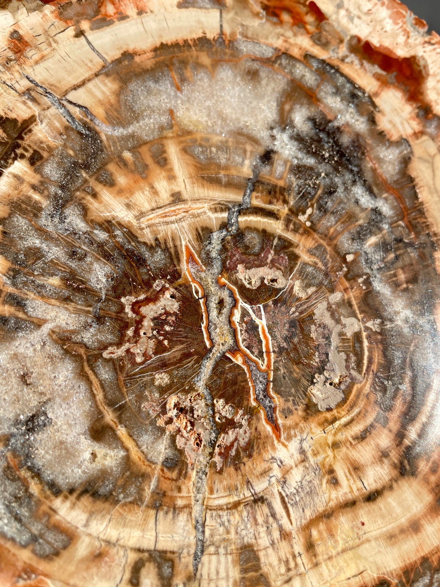 Large Madagascar Petrified Wood Polished Slab With Plastic Stand