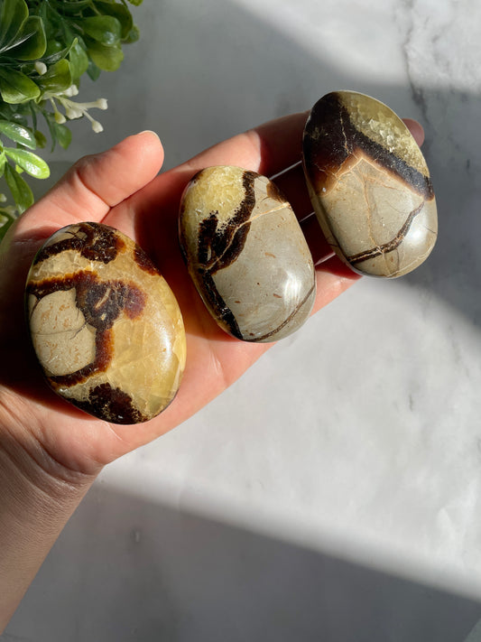 Septarian Palm Stone