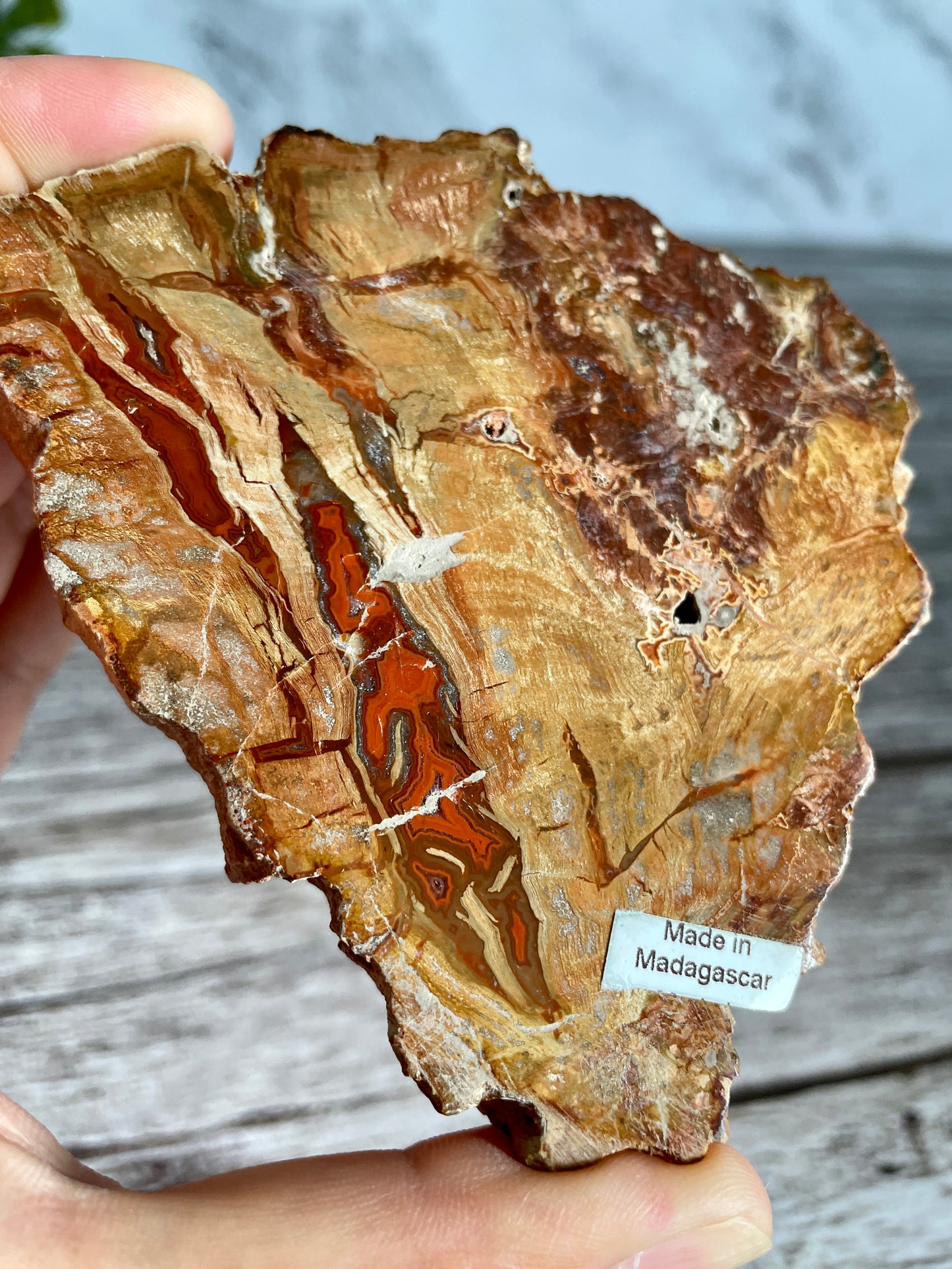 Petrified Wood Polished Slab